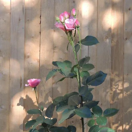 Planaiperle アパート *