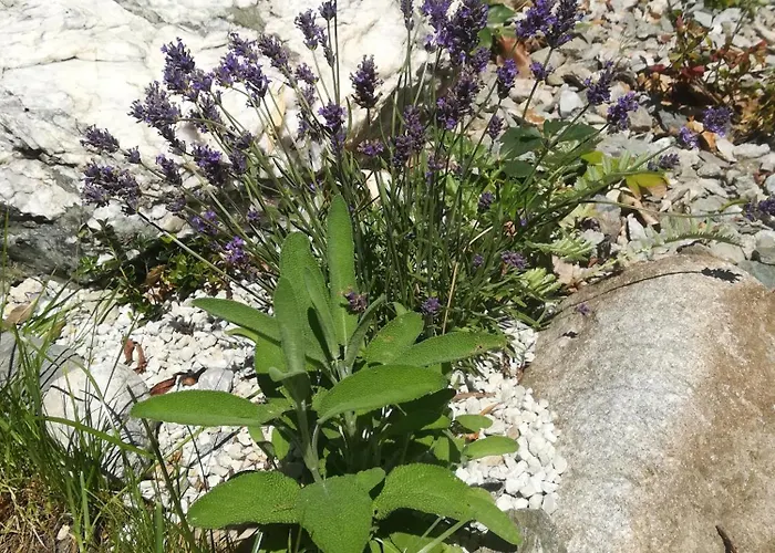 شقة Planaiperle *