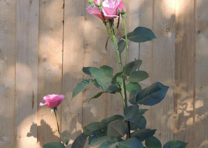 Planaiperle شقة *